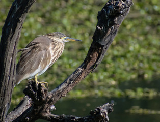 The Indian pond heron looking for fish sitting on a tree branch