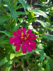Photos of beautiful pink paper flower