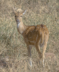 The spotted deer in grass land