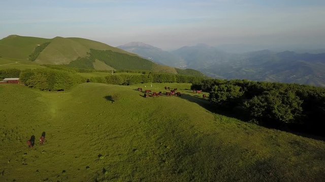Green fields with horses of mountain Nerone in center of Italy