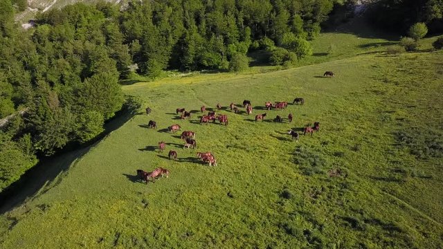 Green fields with horses of mountain Nerone in center of Italy