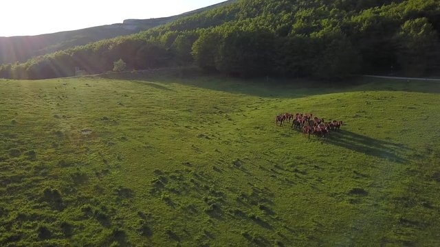 Green fields with horses of mountain Nerone in center of Italy