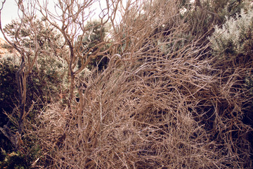 Wild natural tree branch in Melbourne park