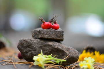 cstones flowers rosehip