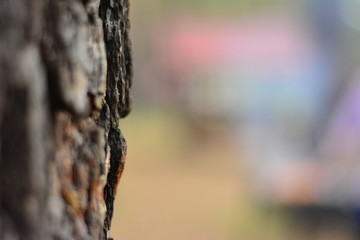 tree bark