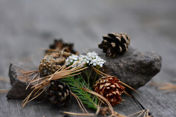 cones, needles, stone, flowers