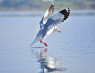 Seagull in flight with wings fully streched