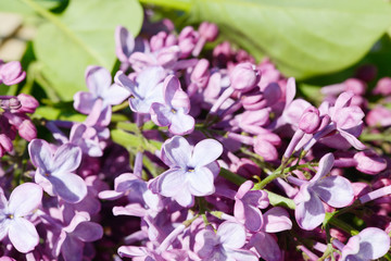 common lilac flowering in the garden in springtime
