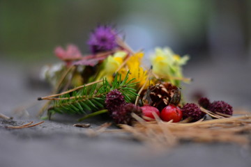 cones, needles, rose hips, stone, flowers
