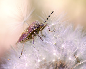 lilac forest bug sitting on a dandelion, close-up