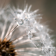 a fragment of a dandelion with water drops close up selective focus
