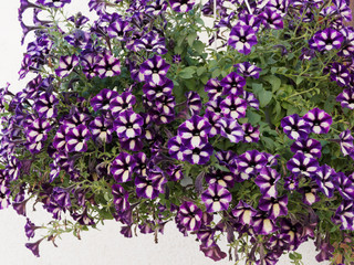 Petunia (x) hybrida | Garten-Petunie ‘Grape Star’ mit Kronsaum creme farbe auf lila Hintergrund 