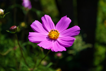 Fototapeta premium Summer flower in the grass