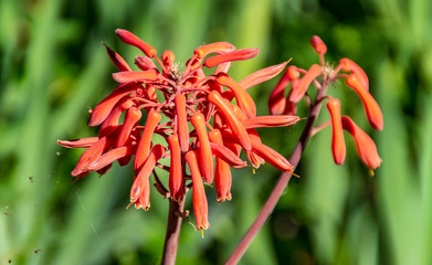 Fiori tubolosi arancioni aloe ciliaris in primavera
