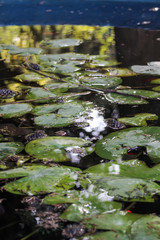 Botanical garden lake with colored fish and jug leaves