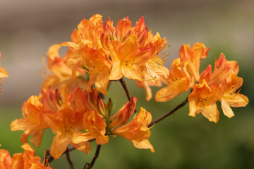 Wild Flame Azaleas. Rhododendron Alexander. 
Close-up of orange flowers.
