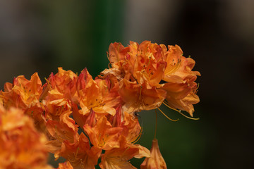 Wild Flame Azaleas. Rhododendron Alexander. 
Close-up of orange flowers.

