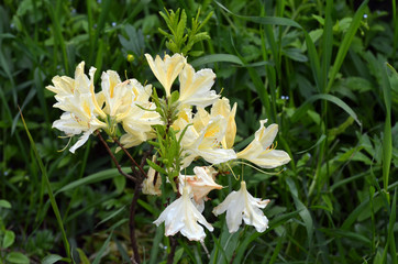 Season of flowering azaleas (rhododendron).