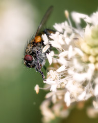 fly sitting on a white flower, pollen-stained, close-up
