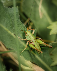 nymph of a green grasshopper on a green leaf, close-up