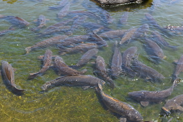 池で泳ぐ鯉