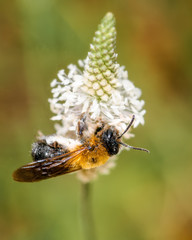 Bee in spring collects pollen on a white flower, close-up