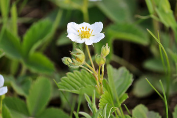Selective Focus. White flowers of wild Creamy strawberry (Fragaria viridis). Close-up.