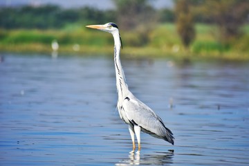 great blue heron