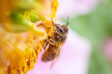 A bee sits on a flower and eats nectar. Summer bright macro shot. Copyspace.