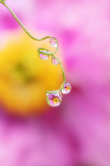 Pink-yellow flowers are reflected in drops of water on the grass. Summer vibrant floral background image. Copyspace.
