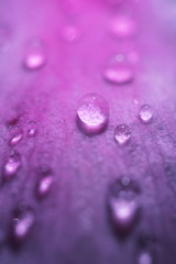 Drops of water on the pink purple petals of a peony. Bright beautiful detailed macro photo. Abstract floral summer background. Copy space.