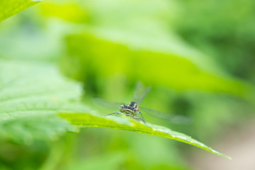 Naklejka premium Dragonfly sits on a green blade of grass close-up. Macro photo. The concept of summer, insects. Copyspace.