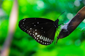Obraz premium butterfly on a green leaf