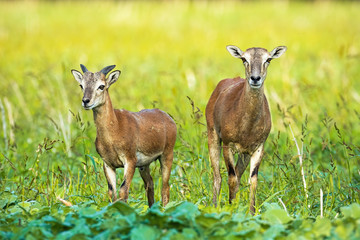 Wild mouflon, ovis orientalis, ewe and young ram with little horn growing on green field. Mammals with brown fur facing camera and looking away in summer nature.