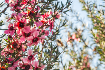 pink manuka tree flowers against blue sky with copy space