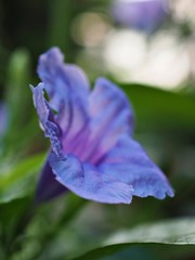 Closeup violet purple petals of ruellia toberosa wild petunia flower plants in garden with green blurred background ,macro image .soft focus ,sweet color for card design