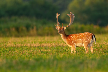 Male fallow deer, dama dama, stag with anglers in velvet on stubble field looking away with copy space. Animal wildlife in countryside at sunset. Mammal with spotted fur staring aside.