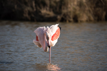 flamant rose