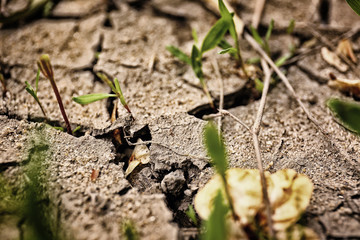 Dry soil with plants outdoors, closeup view