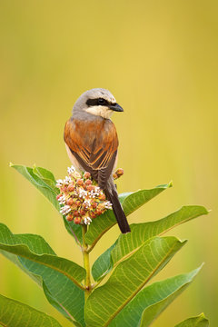 Red-backed shrike, lanius collurio, male sitting on a flower of blooming tree and looking behind. Lovely bird with grey and brown feathers from rear view in horizontal composition with copy space.