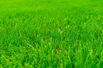Background of the green grass. Eco concept. Selective focus