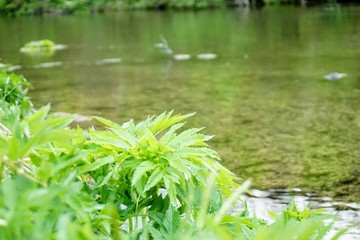 Watersaide wildflowers,Gudarinuma,Aomori