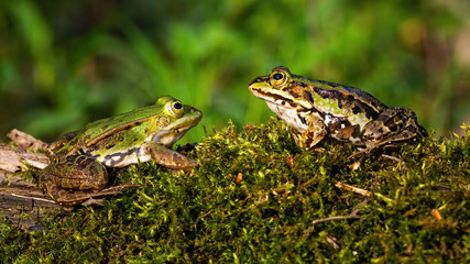 Pair of edible frog, pelophylax esculentus, on a moss covered tree trunk in summer nature. Two amphibian looking at each other with green blurred background from low angle view.