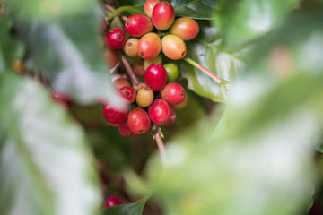 Fresh coffee beans on tree branches