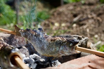 Steckerlfisch, Forelle (Salmo trutta)
