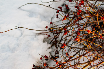Rich red rosehip berries on the background of cold white snow, grow in a large group on the branches of a bushy rose and winter until spring all season without green leaves