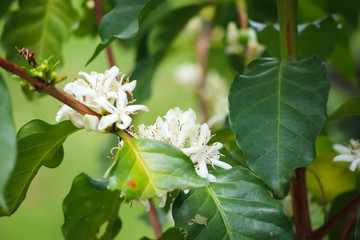 White coffee flowers in green leaves tree plantation close up