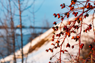 Rich red rosehip berries on the background of cold white snow, grow in a large group on the branches of a bushy rose and winter until spring all season without green leaves