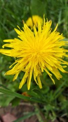 dandelion on green background