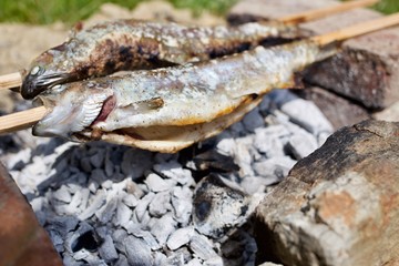 Steckerlfisch grillen im Garten. Forelle (Salmo trutta)